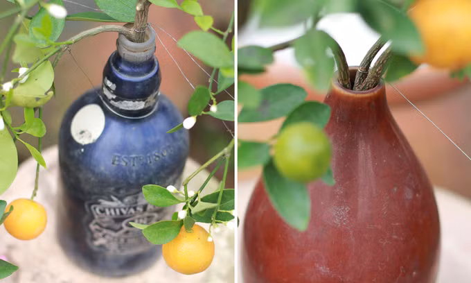 Quất tí hon trồng trong lọ, bình hồ lô