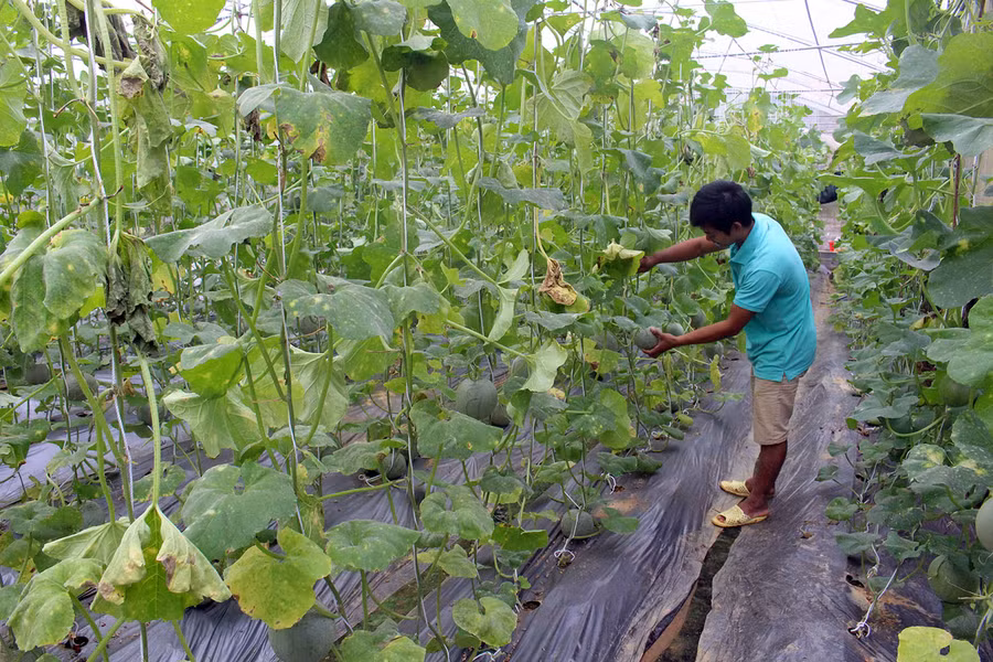 Nông dân Vị Xuyên chăm sóc cây dưa trong mô hình nhà lưới