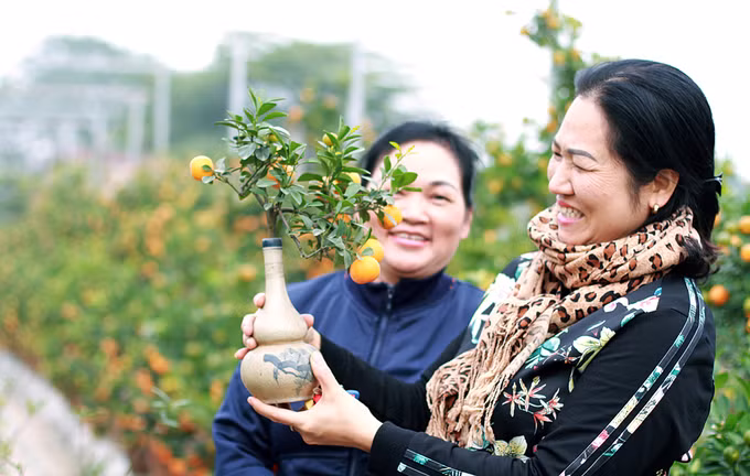 Quất tí hon trồng trong lọ, bình hồ lô