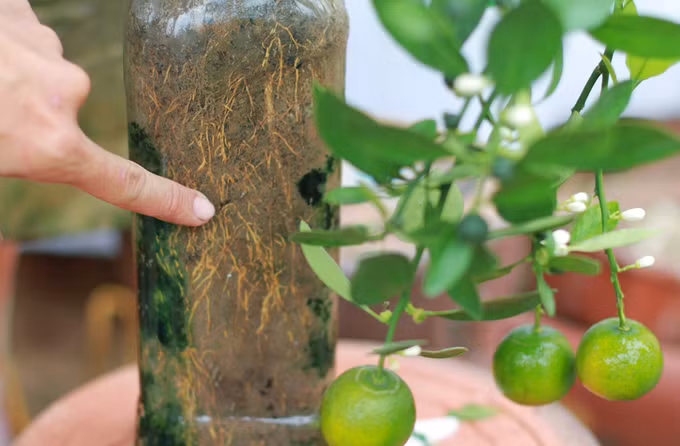 Quất tí hon trồng trong lọ, bình hồ lô