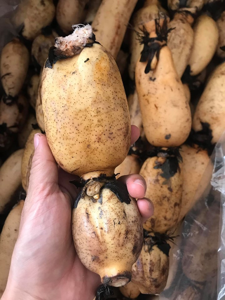 Loại củ Hàn Quốc quý như nhân sâm, Việt Nam lăn lóc bán đầy chợ ảnh 1 Loại củ Hàn Quốc quý như nhân sâm, Việt Nam lăn lóc bán đầy chợ