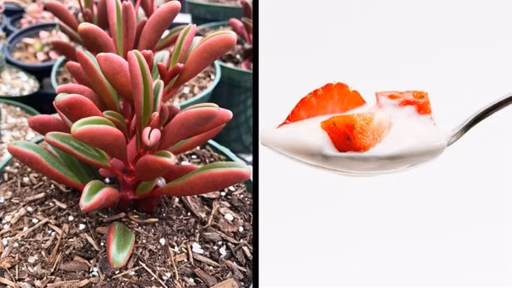 Cách cứu cây "chết" ngay cả khi không còn màu xanh ảnh 1