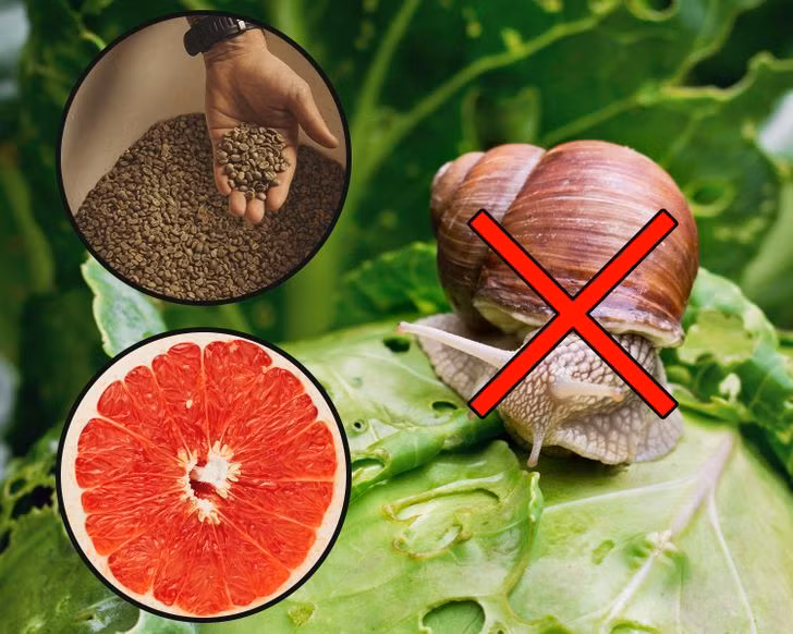 9 bước trồng một "khu vườn xanh" trong mơ ảnh 1