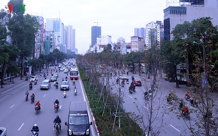 Khi mới tiến hành trồng những hàng Phong lá đỏ, Hà Nội đã vấp phải rất nhiều ý kiến trái chiều của người dân và các chuyên gia về sự thích nghi của loại cây này, thậm chí có nhiều ý kiến cho rằng khó có thể sống qua khỏi mùa hè nóng nực ở Thủ đô. Khi mới tiến hành trồng những hàng Phong lá đỏ, Hà Nội đã vấp phải rất nhiều ý kiến trái chiều của người dân và các chuyên gia về sự thích nghi của loại cây này, thậm chí có nhiều ý kiến cho rằng khó có thể sống qua khỏi mùa hè nóng nực ở Thủ đô.