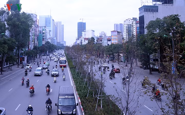 Khi mới tiến hành trồng những hàng Phong lá đỏ, Hà Nội đã vấp phải rất nhiều ý kiến trái chiều của người dân và các chuyên gia về sự thích nghi của loại cây này, thậm chí có nhiều ý kiến cho rằng khó có thể sống qua khỏi mùa hè nóng nực ở Thủ đô.