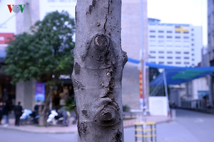 Nhiều thân cây có dấu hiệu bị tác động bằng đinh hay nứt nẻ, sâu mọt... Nhiều thân cây có dấu hiệu bị tác động bằng đinh hay nứt nẻ, sâu mọt...