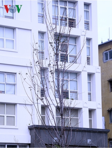 uy nhiên đến thời điểm hiện tại những hàng Phong này lại rụng lá và 1 vài cây có dấu hiệu chết khô. uy nhiên đến thời điểm hiện tại những hàng Phong này lại rụng lá và 1 vài cây có dấu hiệu chết khô.