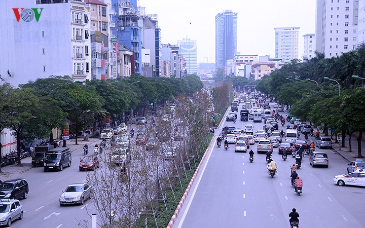 Những hàng Phong lá đỏ biến thành hàng cây "lá rụng". Những hàng Phong lá đỏ biến thành hàng cây "lá rụng".