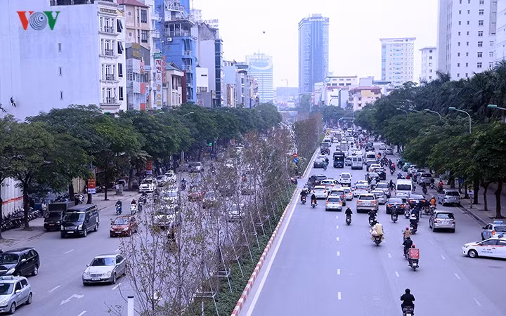 Những hàng Phong lá đỏ biến thành hàng cây "lá rụng".