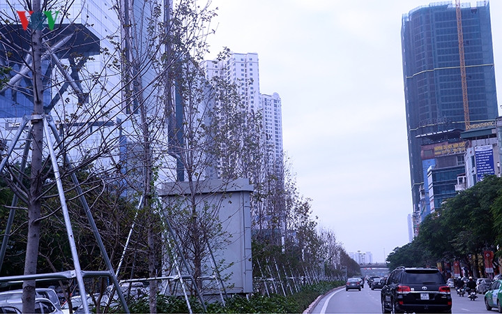 Những cây còn lại ít lá thì chủ yếu là lá úa, đang héo dần. Những cây còn lại ít lá thì chủ yếu là lá úa, đang héo dần.