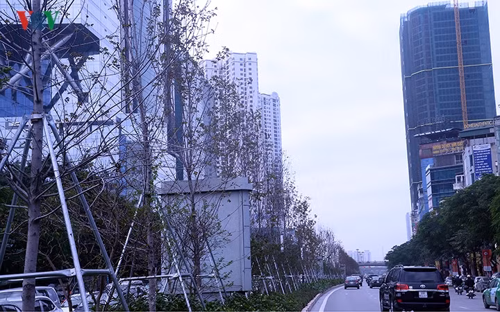 Những cây còn lại ít lá thì chủ yếu là lá úa, đang héo dần.