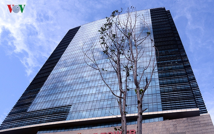 Ghi nhận của phóng viên VOV.VN vào ngày 14/12, những hàng Phong trên các tuyến phố Nguyễn Chí Thanh, Trần Duy Hưng lá đã rụng gần hết. Ghi nhận của phóng viên VOV.VN vào ngày 14/12, những hàng Phong trên các tuyến phố Nguyễn Chí Thanh, Trần Duy Hưng lá đã rụng gần hết.