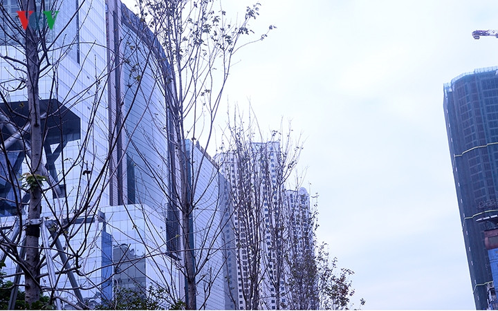 khi được chăm sóc kĩ lưỡng vừa qua những hàng Phong này cũng đã phát triển và nhiều người tin tưởng vào mùa Thu - Đông này sẽ được đón sắc đỏ giống như cây Phong ở các nước trên thế giới. khi được chăm sóc kĩ lưỡng vừa qua những hàng Phong này cũng đã phát triển và nhiều người tin tưởng vào mùa Thu - Đông này sẽ được đón sắc đỏ giống như cây Phong ở các nước trên thế giới.