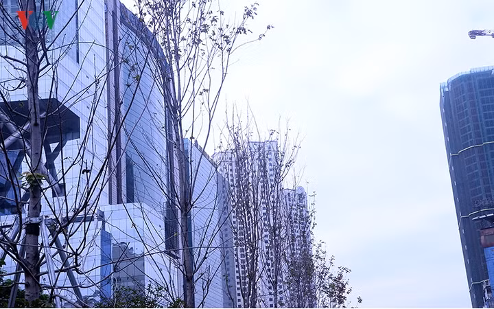 khi được chăm sóc kĩ lưỡng vừa qua những hàng Phong này cũng đã phát triển và nhiều người tin tưởng vào mùa Thu - Đông này sẽ được đón sắc đỏ giống như cây Phong ở các nước trên thế giới.