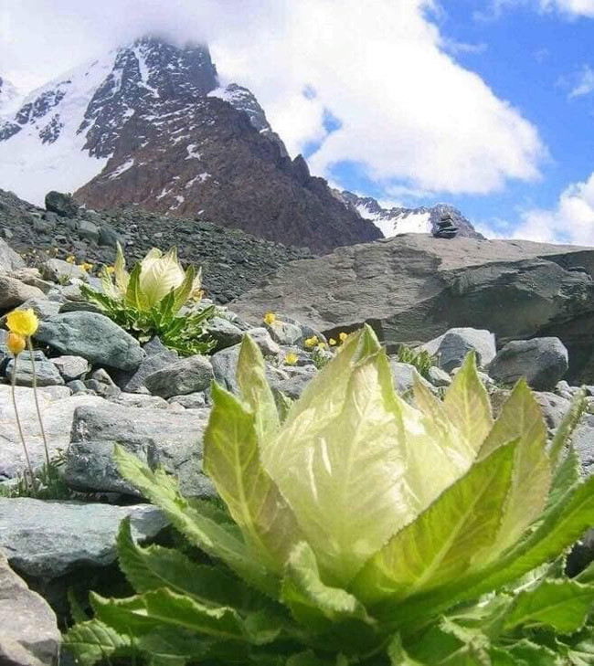 Đổ xô săn lùng bông hoa được xem là thảo dược quý giá trong truyện Kim Dung ảnh 2 Cận cảnh bông hoa không dưới 5 triệu đồng đang được dân chơi Việt săn lùng-2