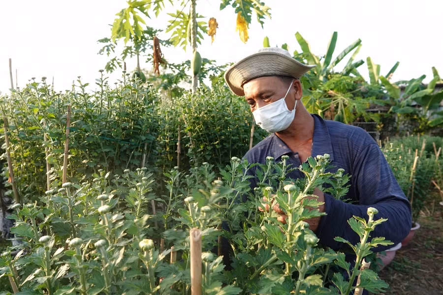 Ông Trần Văn Xê chia sẻ kỹ thuật kéo chân dài cho cúc.