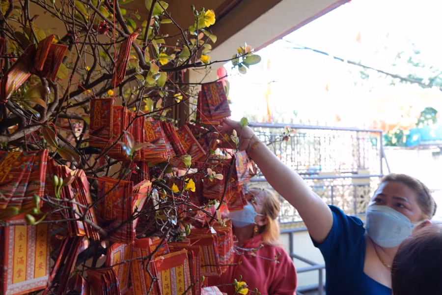 Người dân hái lộc đầu năm mới.