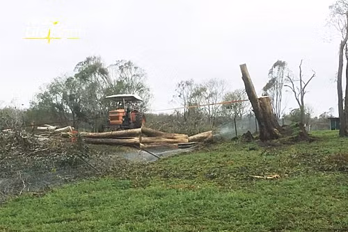Gia đình phải dùng xe và dây kéo để lôi cái cây ra khỏi hố, cứu cậu bé. Ảnh: ABC.