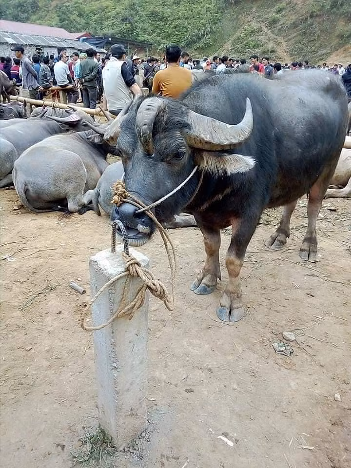 Rùng mình với giống trâu Ngưu Ma Vương bất ngờ xuất hiện tại Bắc Kạn - Hình 2