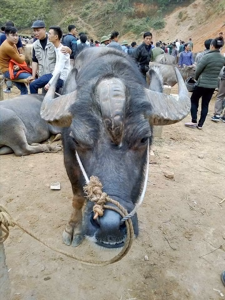 Rùng mình với giống trâu Ngưu Ma Vương bất ngờ xuất hiện tại Bắc Kạn - Hình 1