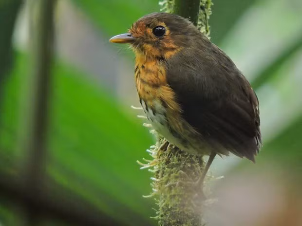 Loài chim mới được phát hiện tại Colombia. (Nguồn: twitter)