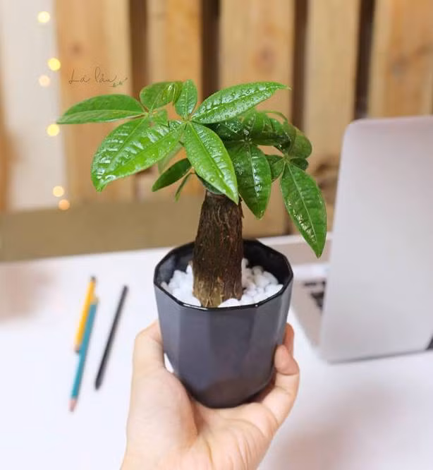 7 loại cây vô cùng dễ trồng, giúp mệnh Mộc rước tài lộc vào nhà ảnh 4