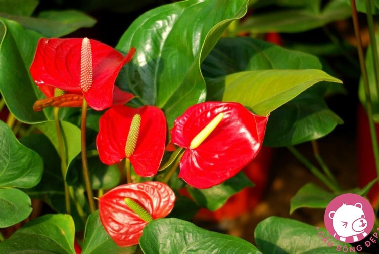 8 loại cây được ví như “máy lọc không khí” nên trồng trong nhà ảnh 6