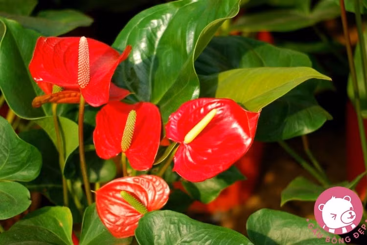 8 loại cây được ví như “máy lọc không khí” nên trồng trong nhà ảnh 6