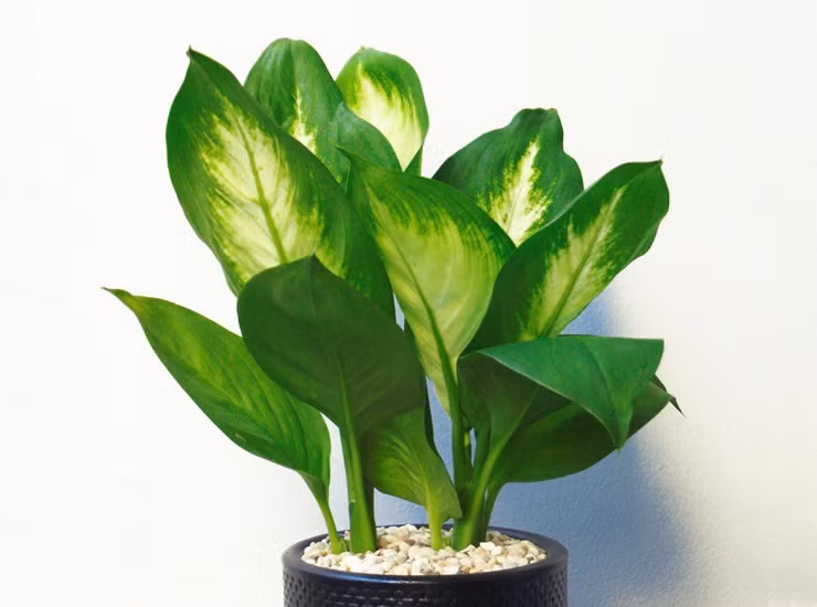 7 loại cây vô cùng dễ trồng, giúp mệnh Mộc rước tài lộc vào nhà ảnh 1