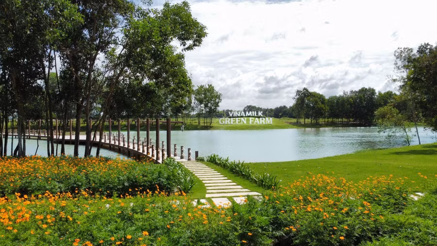 Vinamilk hiện có 03 trang trại sinh thái Vinamilk Green Farm tại Tây Ninh, Thanh Hóa, Quảng Ngãi với hơn 20.000 bò sữa.