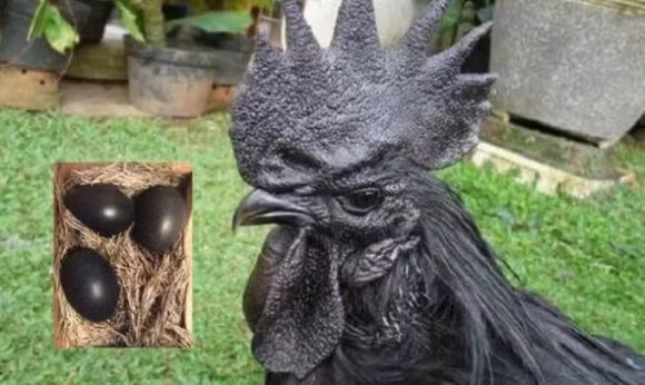 Gà đẻ trứng đen hiếm gặp