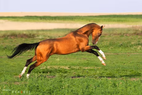 Chuyện về lòng trung thành của loài Ngựa