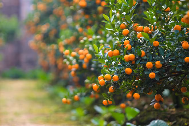 Cách chọn quất cảnh ngày Tết đẹp cho Tết Kỷ Hợi không phải ai cũng biết.