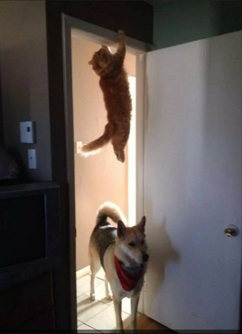 Ngàn cân treo chân mèo.