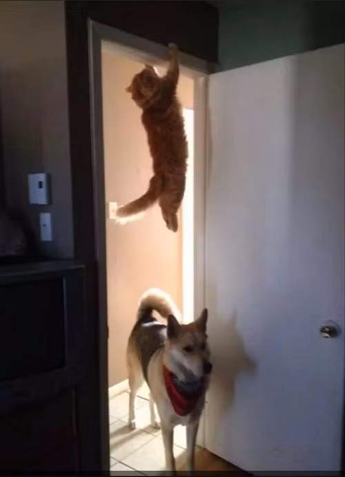 Ngàn cân treo chân mèo. Ngàn cân treo chân mèo.