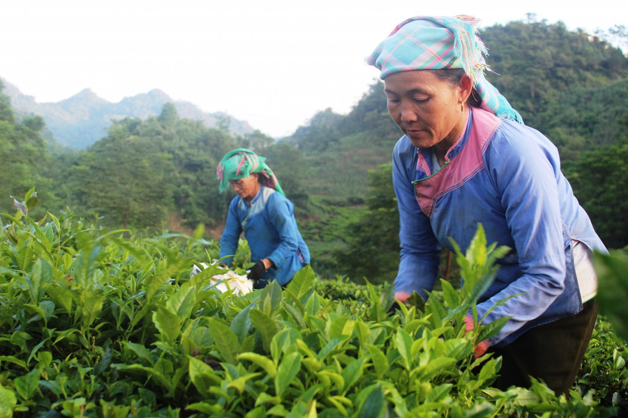 Hội thảo xúc tiến sản phẩm chè của tỉnh Lai Châu vào thị trường Trung Đông, Bắc Phi và Nam Á sẽ diễn ra tại Hà Nội