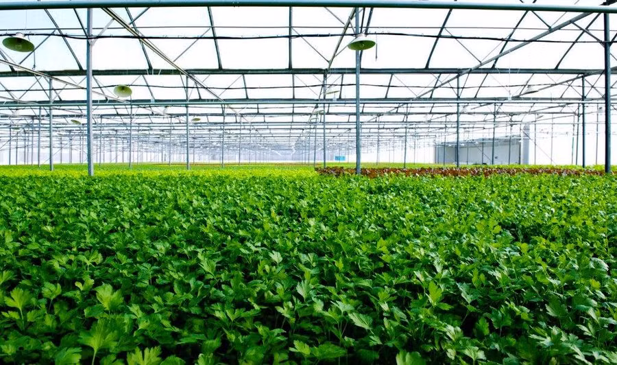 Nhà kính VinEco Tam Đảo sẽ sản xuất và cung ứng các loại rau mầm cũng như rau ăn lá - củ - quả theo tiêu chuẩn VIETGAP và GLOBALGAP với sản lượng 3.500 tấn/năm, được canh tác thân thiện với môi trường.