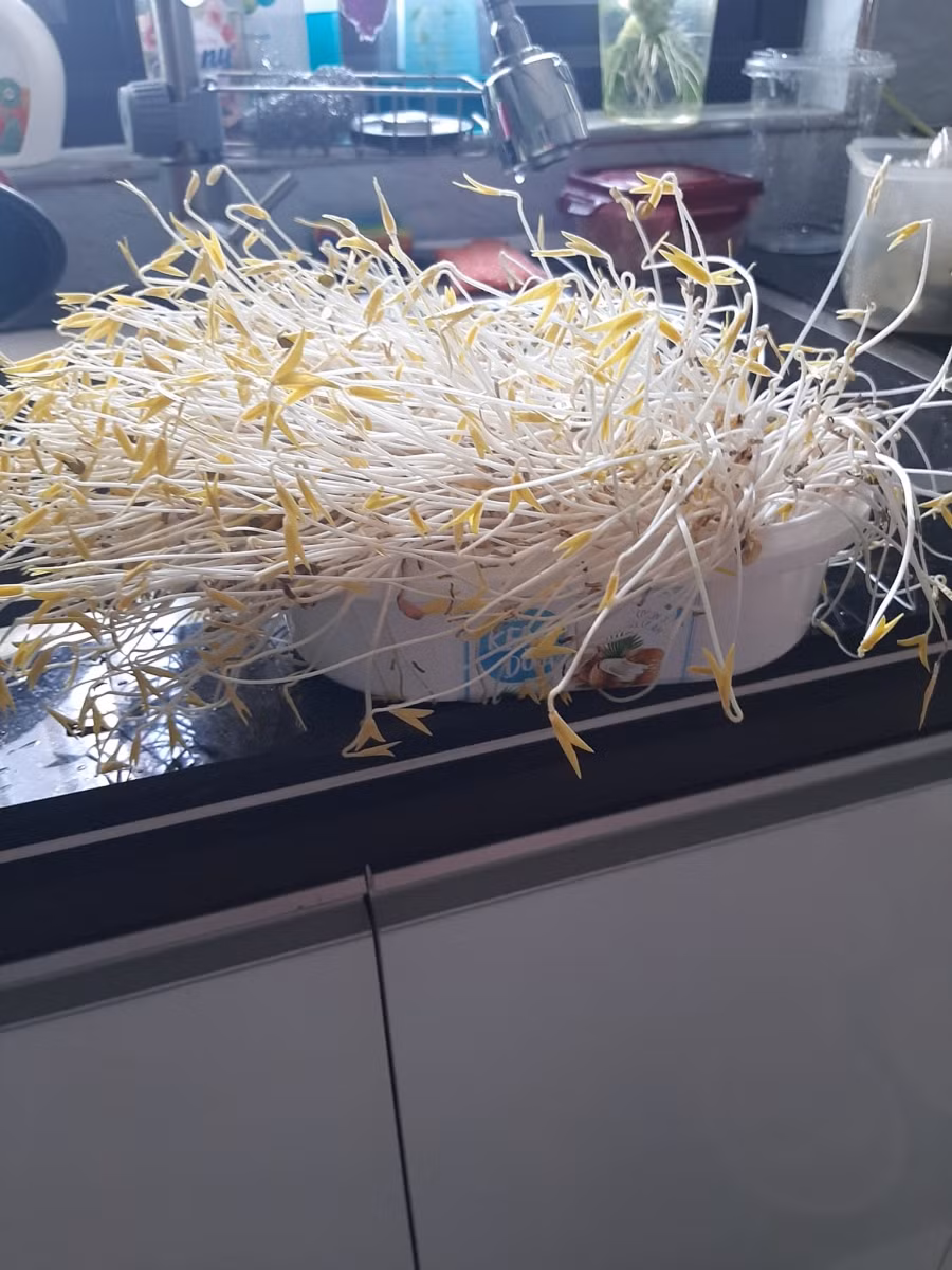 Giá đỗ nhà làm, sạch 100%.