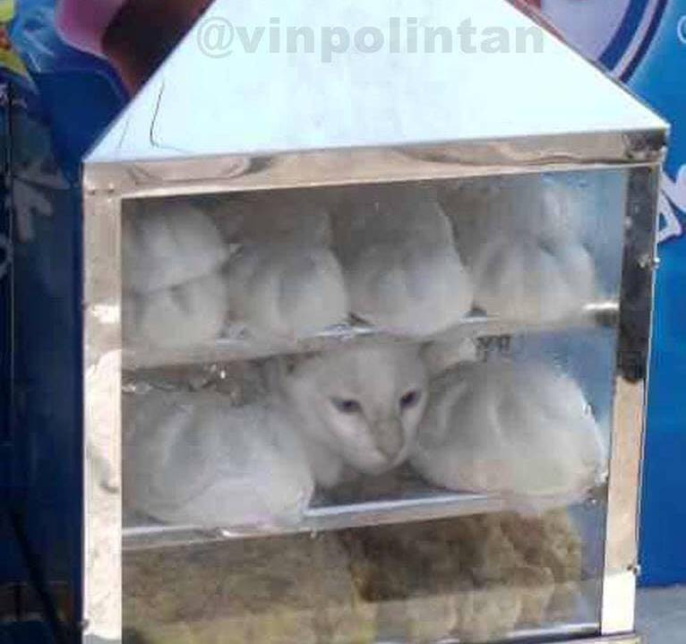 Đỉnh cao của ẩn thân