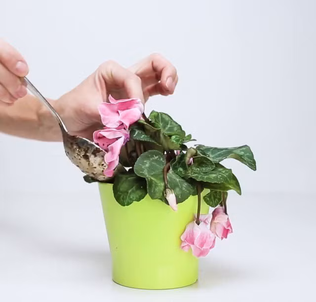 Mẹo giúp hoa, cây cảnh sắp chết héo cỡ nào cũng tươi tốt chỉ sau vài ngày ảnh 5