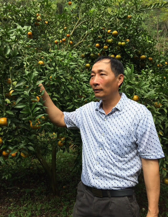 Anh Đặng Văn Lương làm giàu từ cây quýt vàng Bắc Sơn Anh Đặng Văn Lương làm giàu từ cây quýt vàng Bắc Sơn