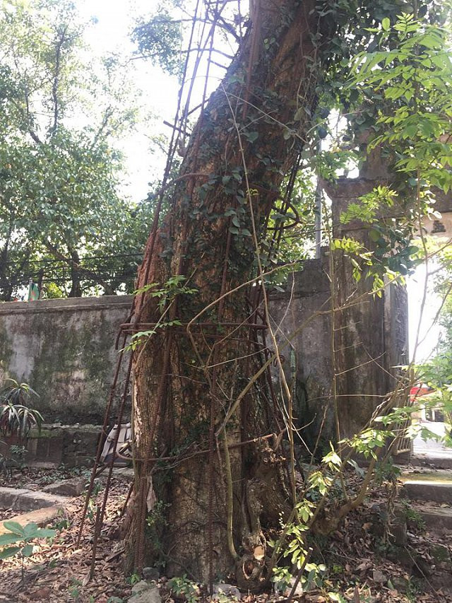 Cây sưa 130 năm tuổi từng được trả giá 100 tỷ đồng.