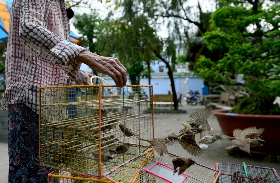 Hốt bạc từ nghề bán chim phóng sinh