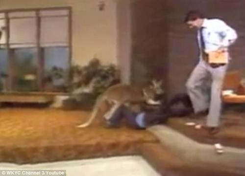 Kangaroo đeo găng, đấm túi bụi MC trên truyền hình ảnh 4 Kangaroo đeo găng, đấm túi bụi MC trên truyền hình ảnh 4