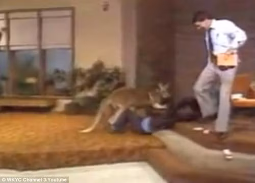 Kangaroo đeo găng, đấm túi bụi MC trên truyền hình ảnh 4