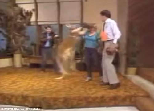 Kangaroo đeo găng, đấm túi bụi MC trên truyền hình ảnh 3