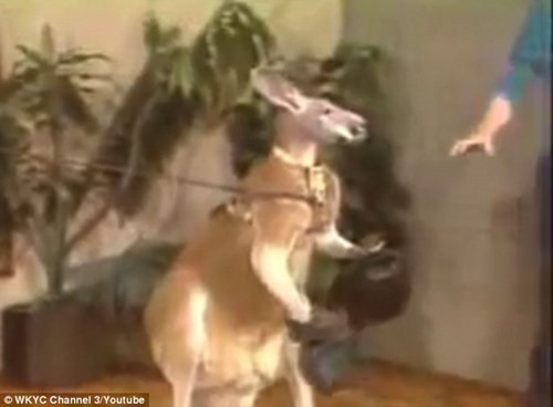 Kangaroo đeo găng, đấm túi bụi MC trên truyền hình ảnh 2 Kangaroo đeo găng, đấm túi bụi MC trên truyền hình ảnh 2