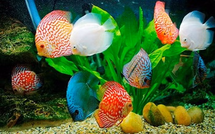 Cách chọn vật nuôi hợp phong thủy giúp gia tăng vượng khí