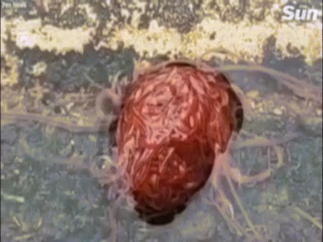 “Sinh vật” quái dị trông như não người khiến dân Mỹ khiếp sợ