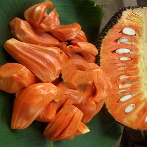 Kỳ lạ cây mít có múi đỏ rực, thơm ngào ngạt ở miền Tây